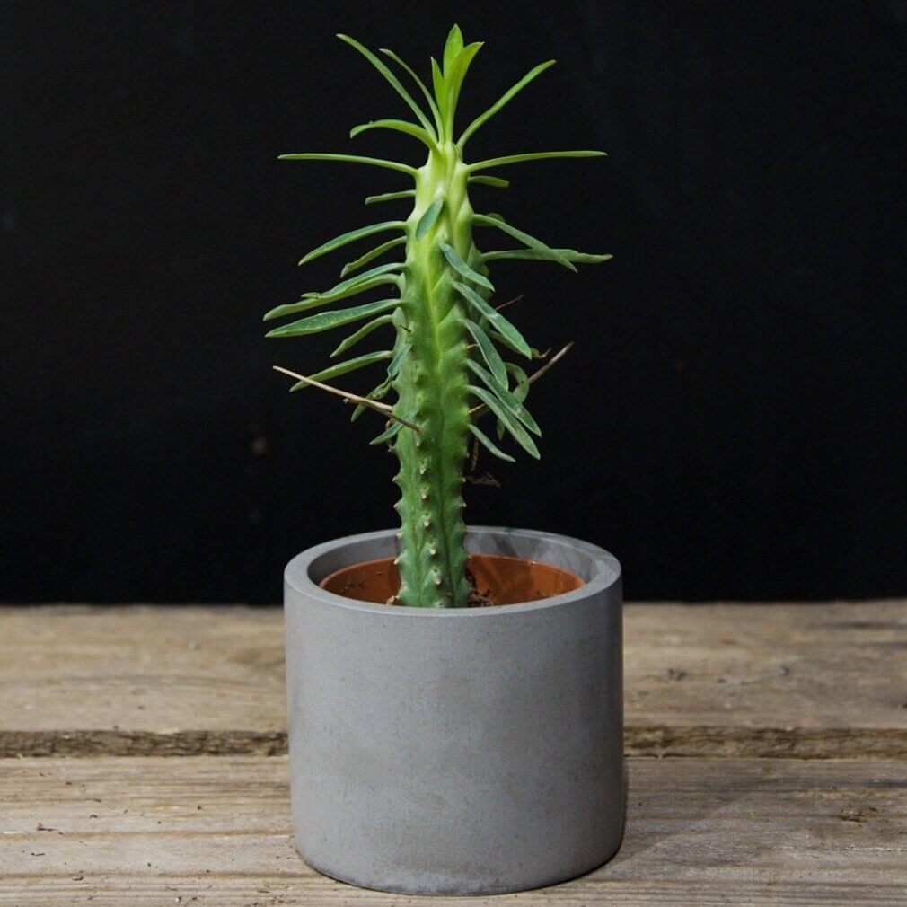 Euphorbia clava (Club Spurge) - Succulent plants