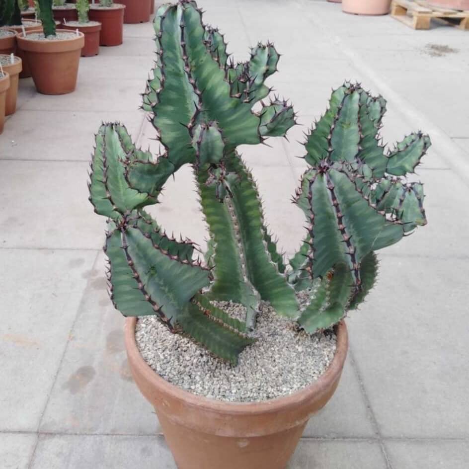 Euphorbia cooperi - Succulent plants