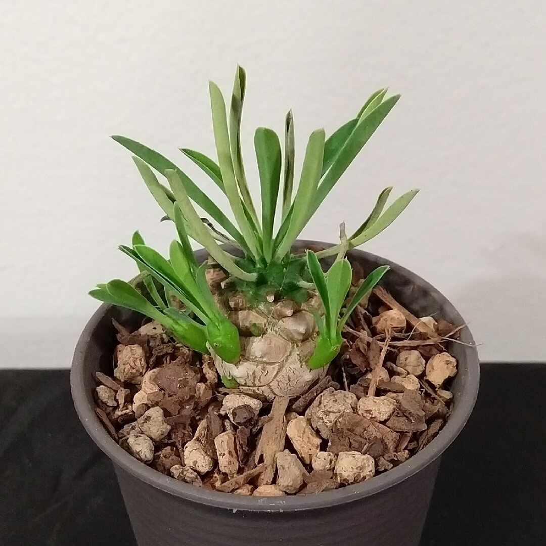 Euphorbia cv. Cocklebur (Pineapple Succulent)
