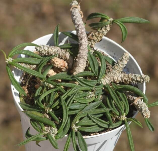 Euphorbia cylindrifolia var. cylindrifolia - Succulent plants