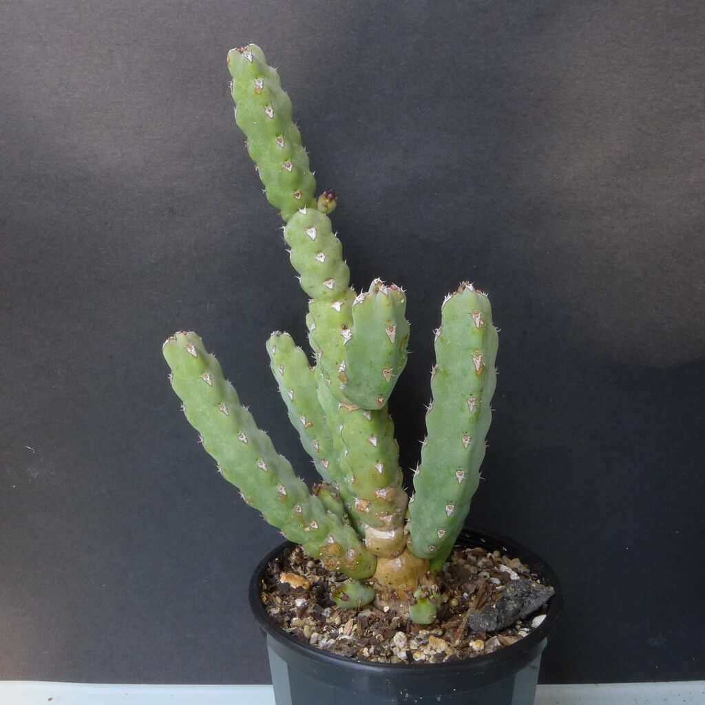 Euphorbia debilispina - Succulent plants