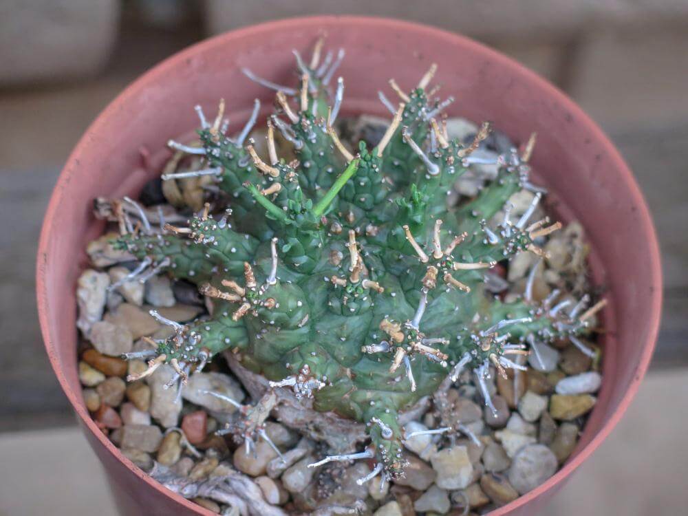 Euphorbia decepta - Succulent plants