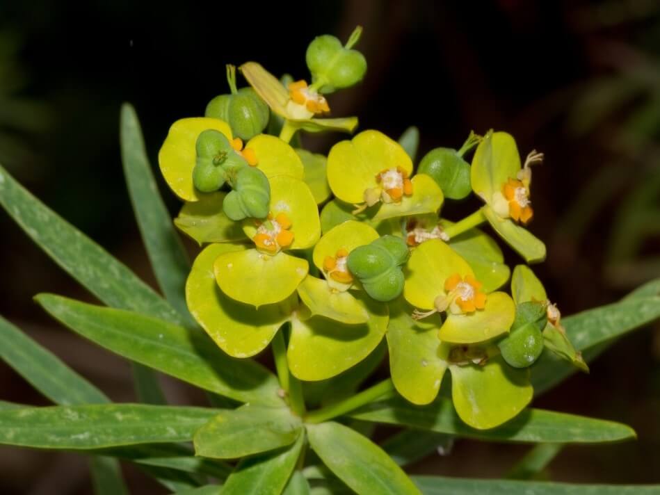 Euphorbia dendroides - Succulent plants