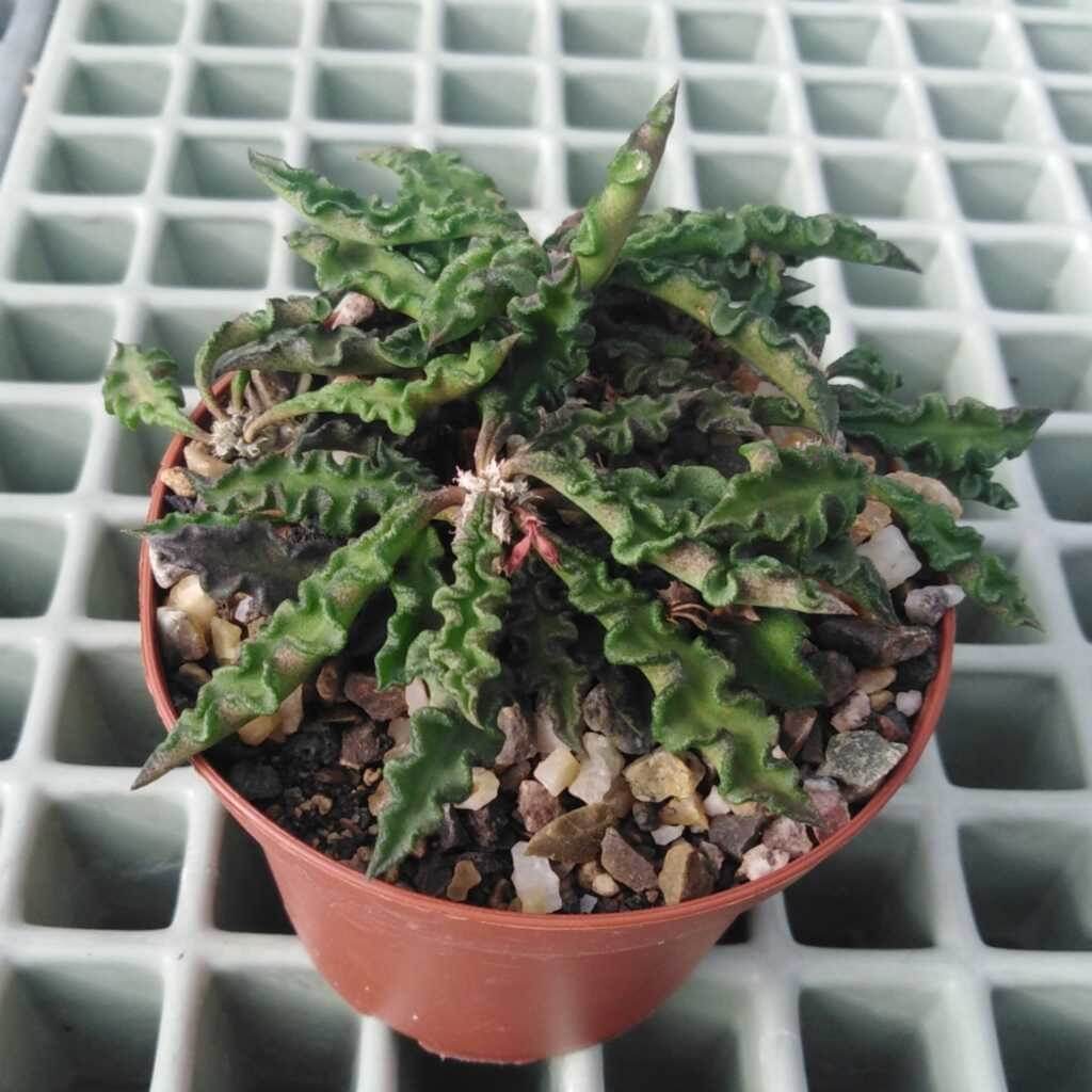 Euphorbia spirosticha - Succulent plants