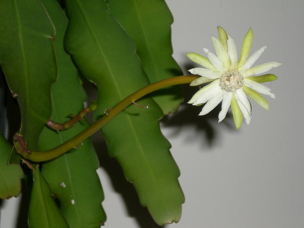 Climbing cactus (Epiphyllum phyllanthus) - Cactus Plants