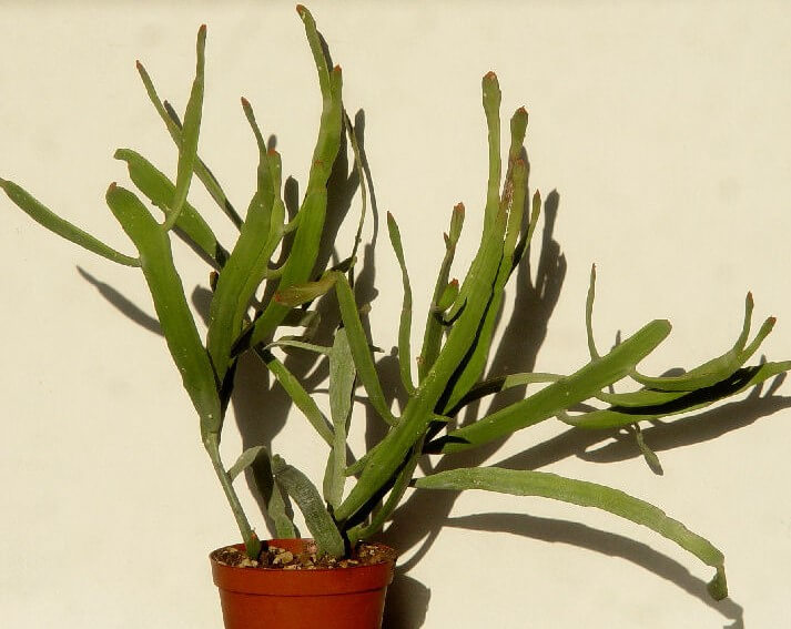 Euphorbia enterophora - Succulent plants