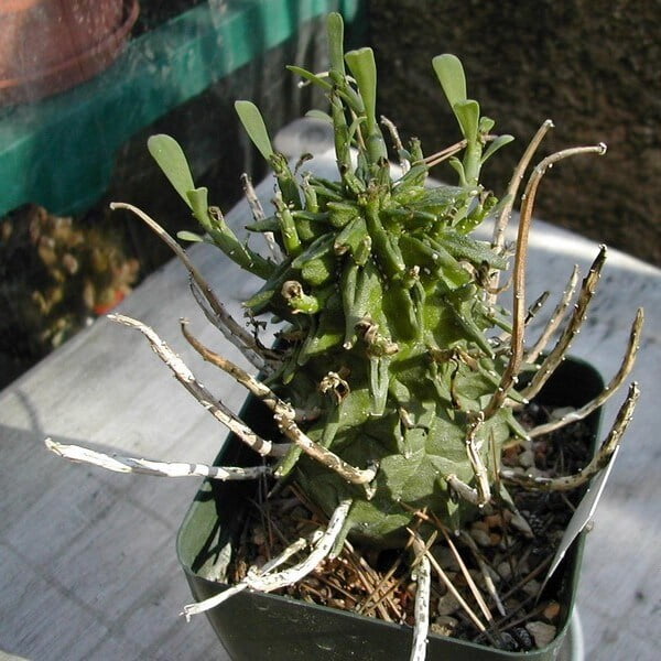 Euphorbia fasciculata - Succulent plants