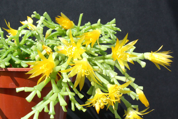 Schlumbergera lutea - Cactus Plants