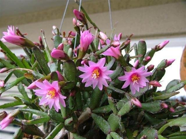 Schlumbergera rosea - Cactus Plants