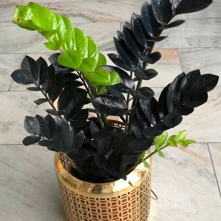 Plantas de interior negras