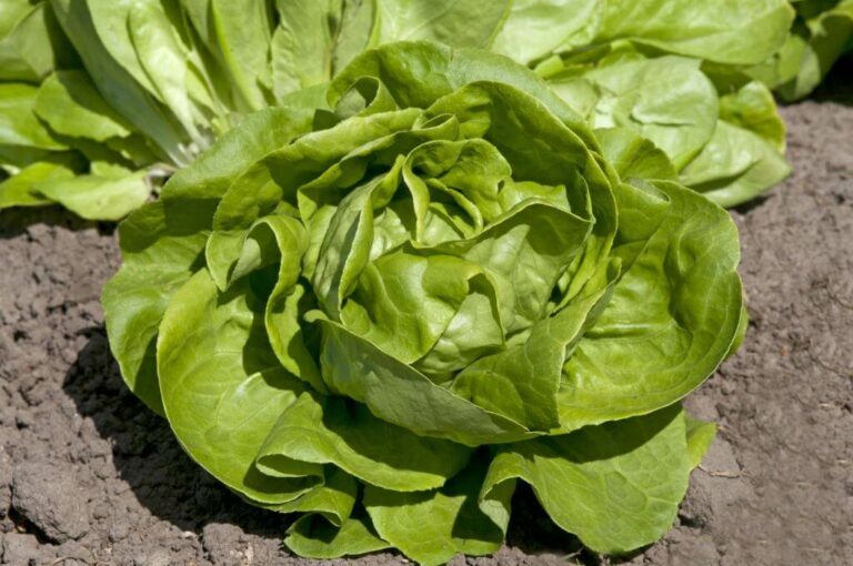 Butterhead lettuce - Vegetable garden
