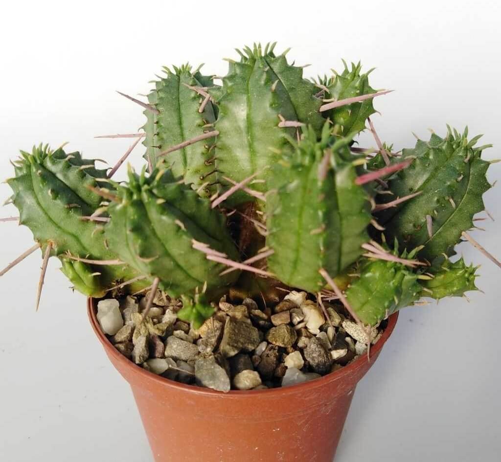 Euphorbia ferox - Succulent plants