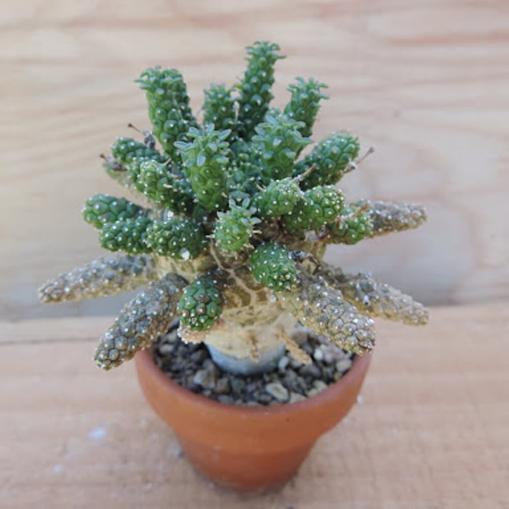 Euphorbia fortuita - Succulent plants