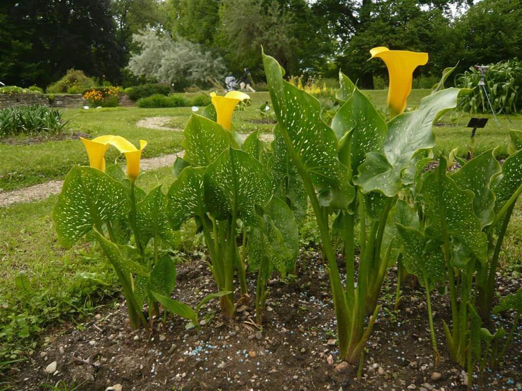 Golden calla lily (Zantedeschia elliottiana) - Indoor Plants