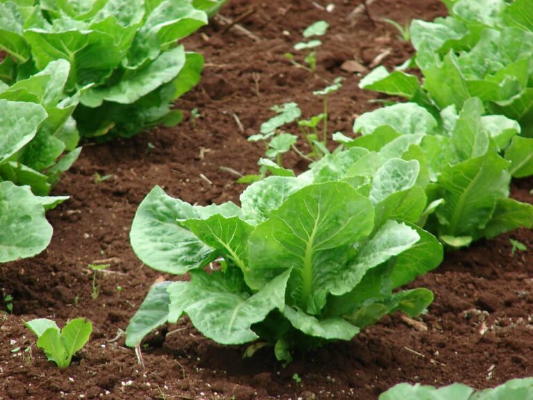 Lettuce (Lactuca sativa) - Vegetable garden