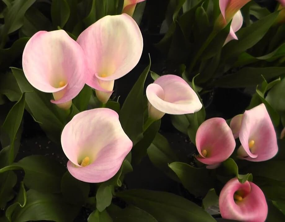 Rubylite Pink Ice Calla Lily - Indoor Plants