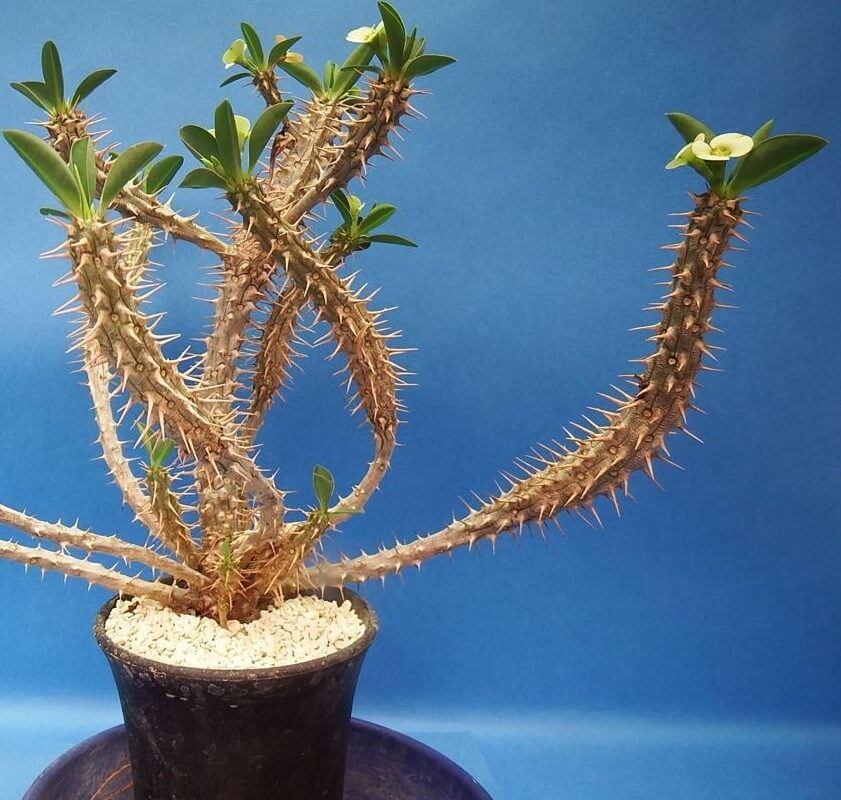 Euphorbia fianarantsoae