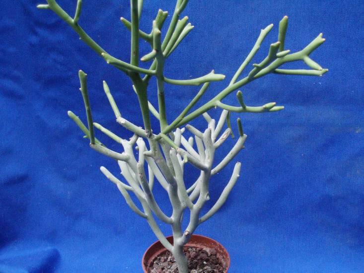 Euphorbia fiherenensis - Succulent plants