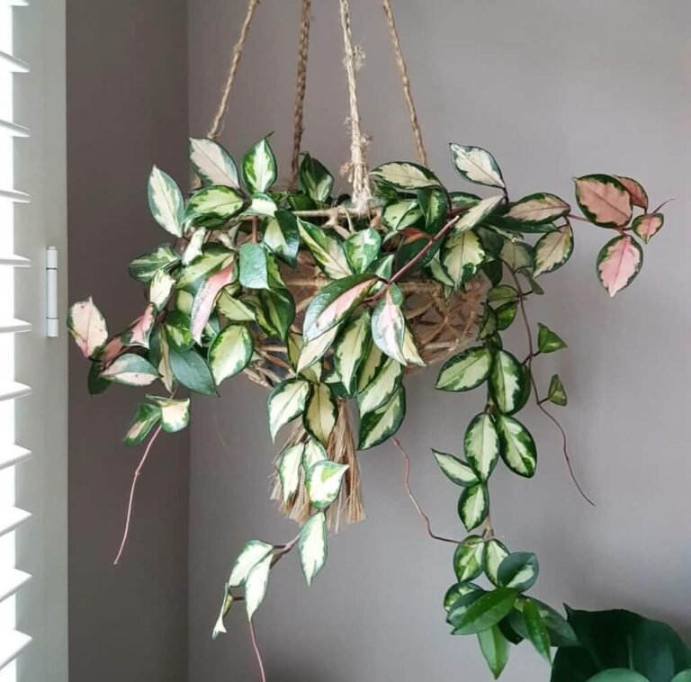 Hoya Carnosa Tricolor - Indoor Plants
