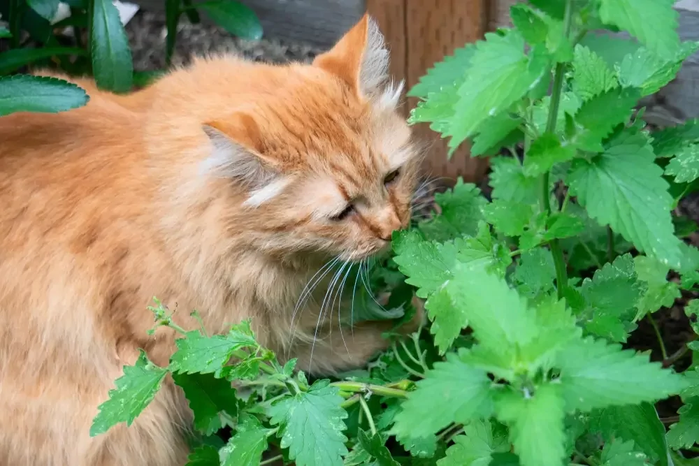 catnip plant with cat