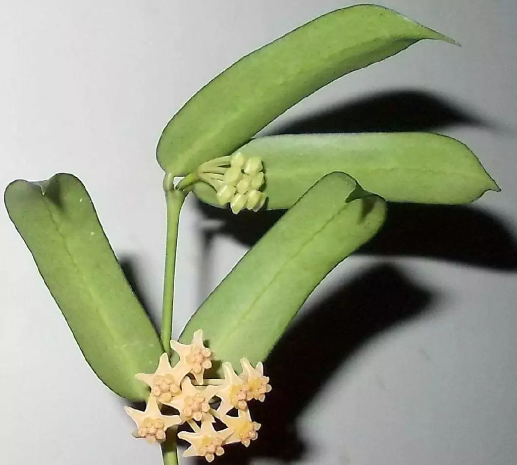 Hoya pandurata (Wax Plant)
