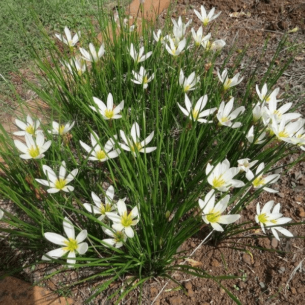 Zephyranthes candida (White rain lily) - Flowering plants